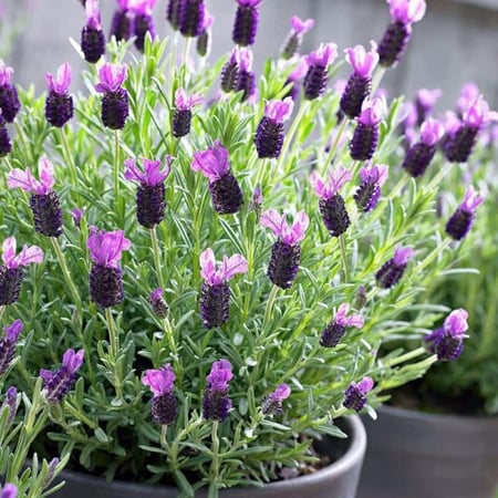 بذور اللافندر الفرنسي ( Lavandula stoechas )