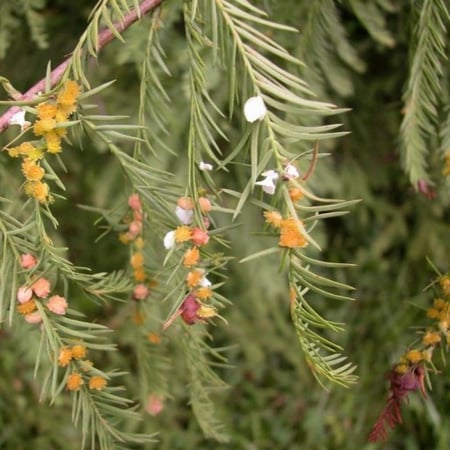 بذور شجرة تاكسوديم ( Taxodium Distichum )