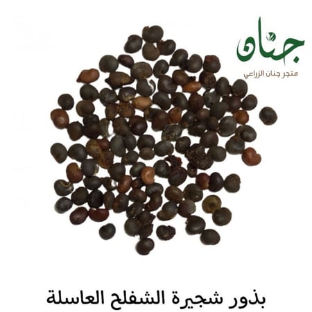 بذور الشفلح - القبّار ( Capparis spinosa )