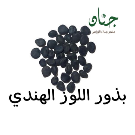 بذور شجرة اللوز الهندي