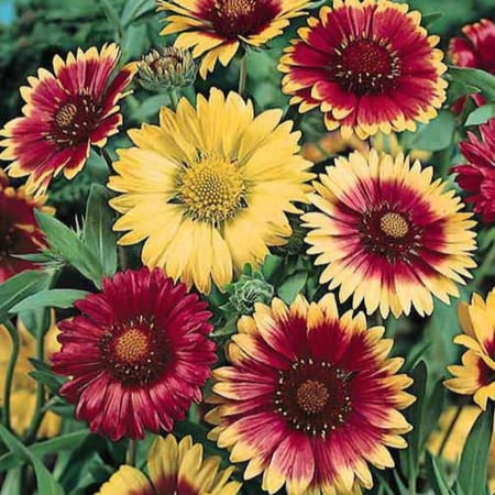 بذور العنبر الكشميري - جيلارديا أريستاتا ( gaillardia aristata )
