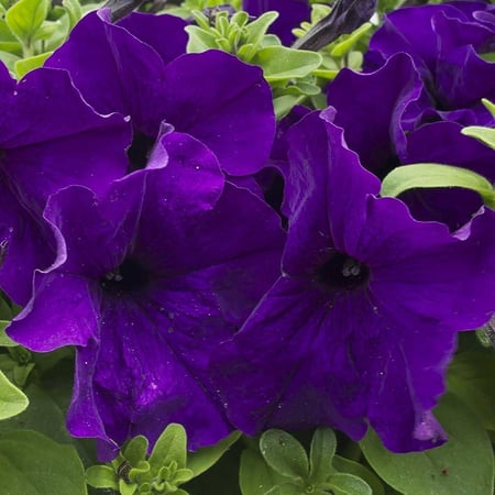 بذور زهور البيتونيا الارجوانية ( Petunia )
