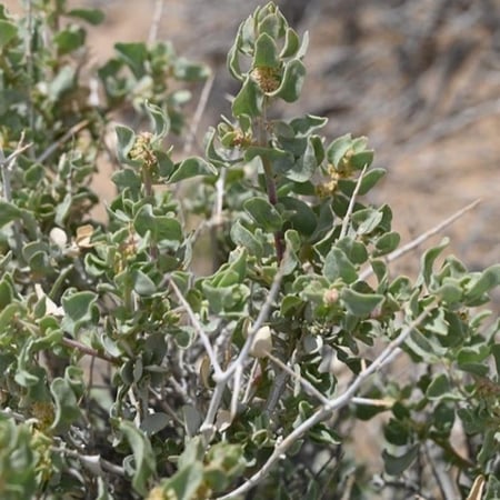 شجيرة الرغل الشوكي