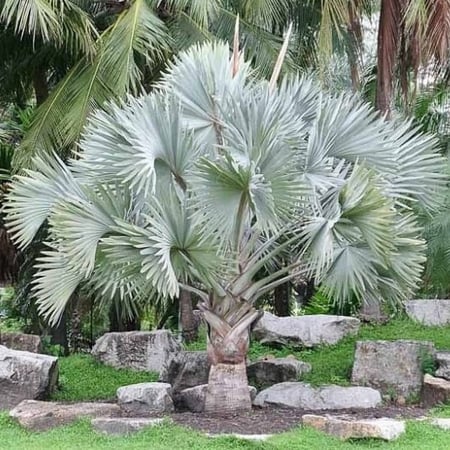 طريقة زراعة نخيل البسمارك بسماركيا