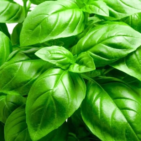 seeds of Basil Italian Large Leaf