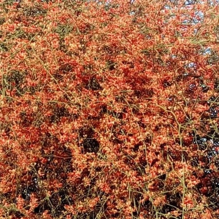 زهور التنضب الكرز البري