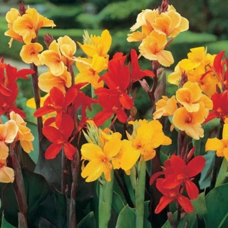 بذور شجيرة الكنا الهندية ( canna indica )