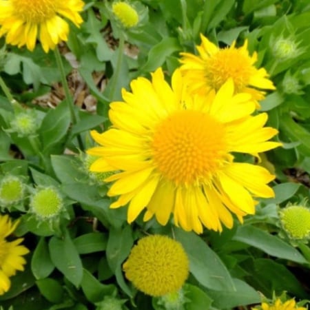 بذور العنبر الكشميري الأصفر - جيلارديا أريستاتا ( gaillardia aristata )