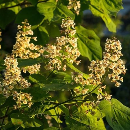 زهور الكاتالبا الصفراء Catalpa ovata