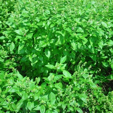 بذور الريحان الفرنسي ( Ocimum basilicum )