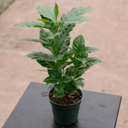 بذور شجيرة القهوة - البن العربي ( Coffea Arabica )