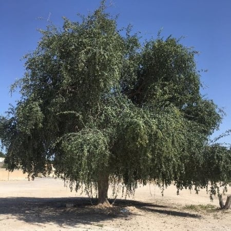 شجرة الهجليج اللالوب تمر الصحراء