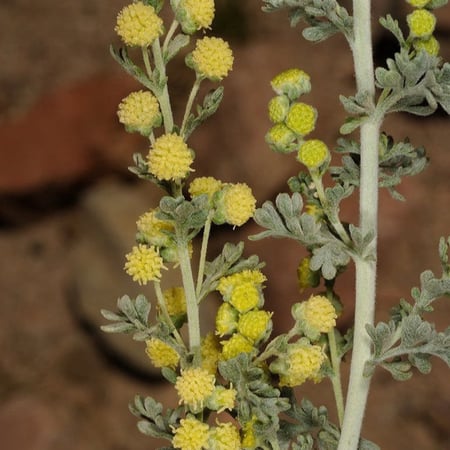 بذور البعيثران - شيح العطارين ( Artemisia Judaica )