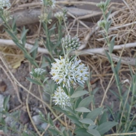 بذور الحرجل ( Solenostemma argel )