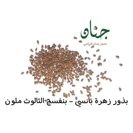 بذور زهرة بانسي بنفسج الثالوث ملون