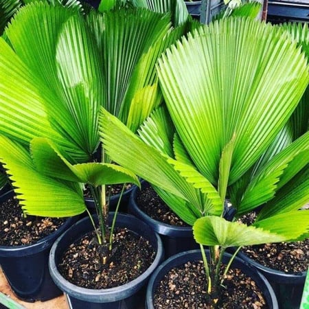 بذور نخيل ليكوالا ( Licuala grandis )