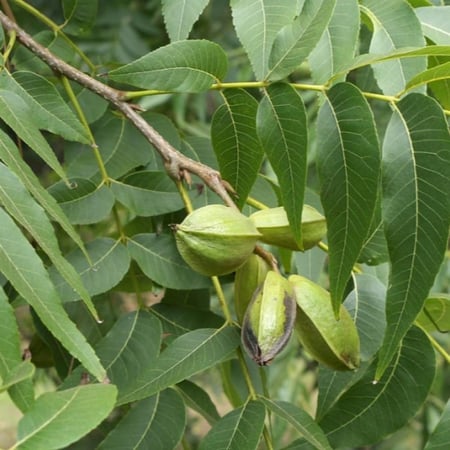 seeds of Carya illinoinensis