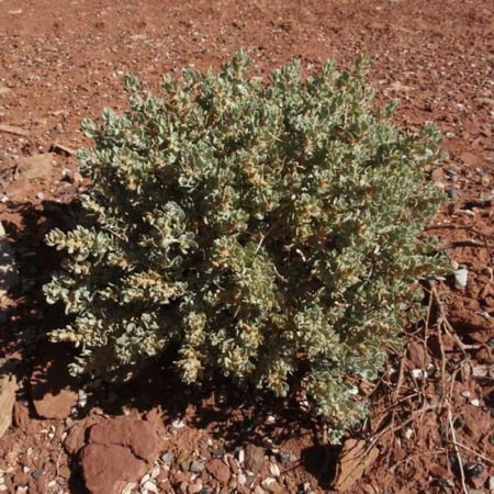 seeds of Atriplex confertifolia