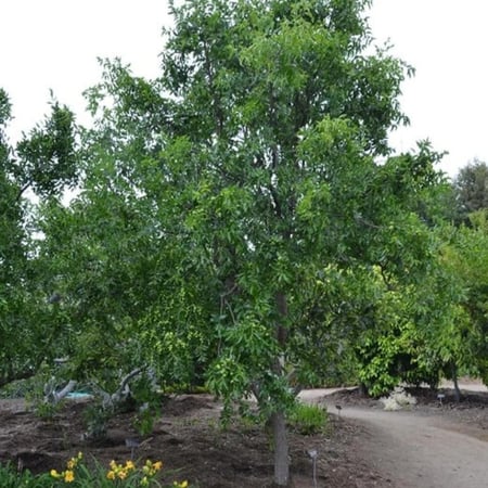 طريقة زراعة شجرة العناب