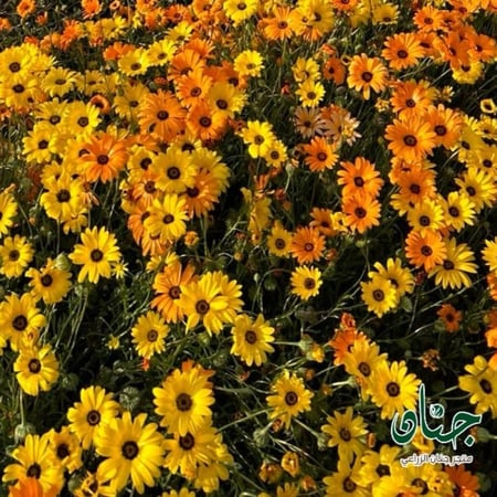 بذور زهور الاقحوان الافريقي برتقالي واصفر ( Dimorphotheca app )
