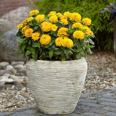 بذور زهرة الزينيا الصفراء ( Zinnia elegans )