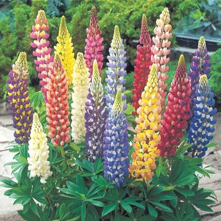 بذور زهور الترمس الملون ( Lupinus polyphyllus )