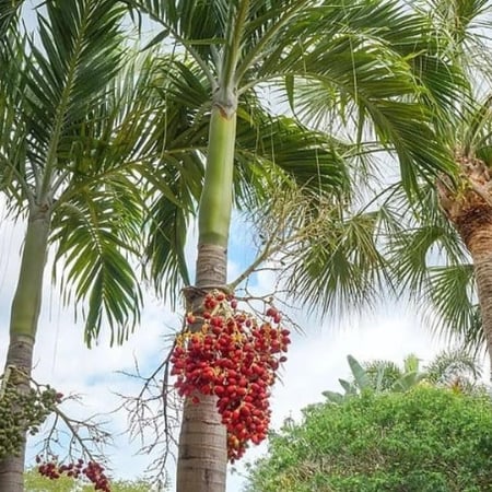 بذور نخيل فيتشيا