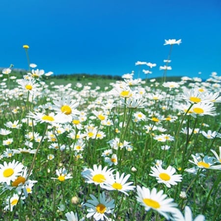 بذور زهرة البابونج Matricaria chamomilla