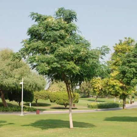 بذور ملنجتونيا العطرية ( Millingtonia Hortensis )
