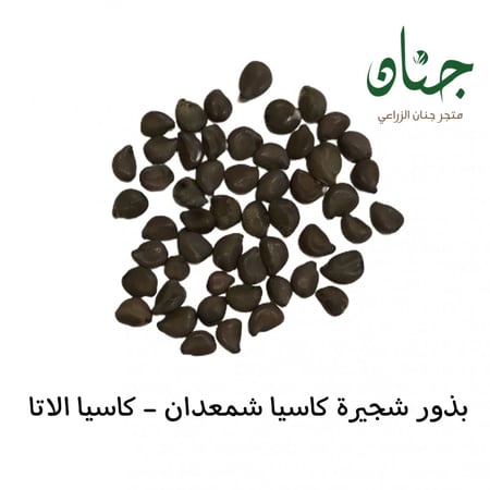 بذور شجيرة كاسيا شمعدان - كاسيا الاتا seeds of Senna alata