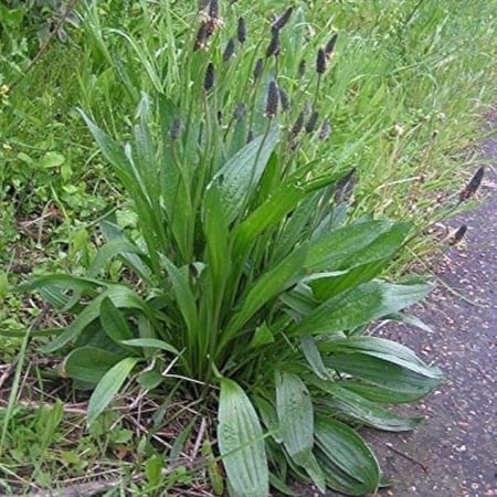 بذور ربلة القاطونة ( Plantago )