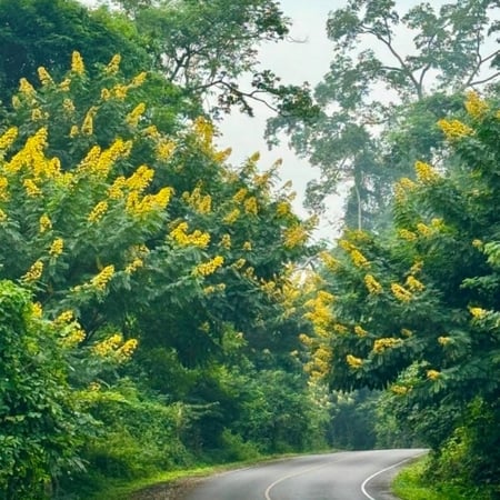 بذور شجرة كاسيا سبيكتابيلس ( Cassia spectabilis )