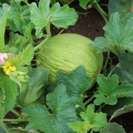 بذور شمام كساب cucumis melo var inodorus
