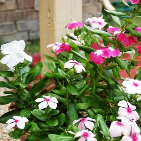 بذور البفتة الملونة - الفينكا - الالونكا ( Catharanthus roseus )