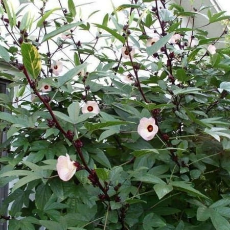 بذور الكركديه ( Hibiscus sabdariffa )