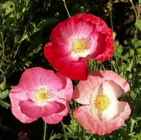 papaver rhoeas