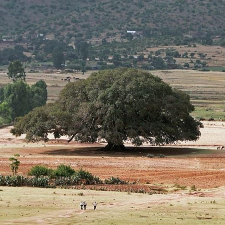 بذور شجرة الجميز ( Ficus sycomorus )