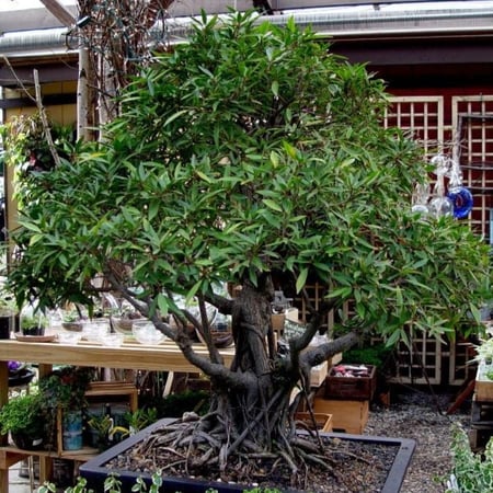 بذور شجرة الاثب Ficus cordata ssp