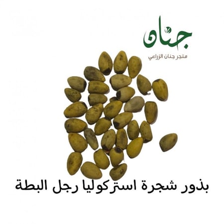 بذور شجرة استركوليا رجل البطة