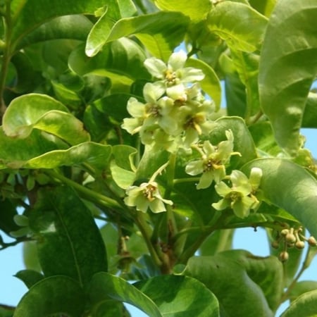 بذور شجرة هاربوليا - خشب التوليب ( Harpullia pendula )