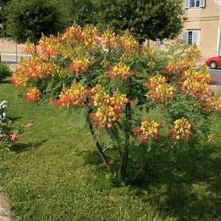 بذور شجيرة سيسالبينيا الصفراء - بونسيانا قزمية ( Caesalpinia gilliesii )