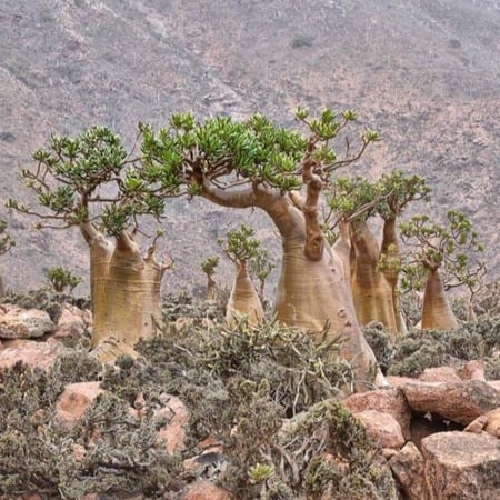 بذور العدنة - الادينيوم ( Adenium obesum )