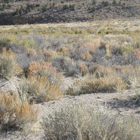 بذور شجيرة الرغل الشوكي ( Atriplex confertifolia )
