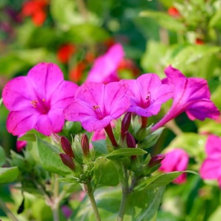 بذور زهرة شب الليل الوردية - الساعة الرابعة ( Mirabilis jalapa )