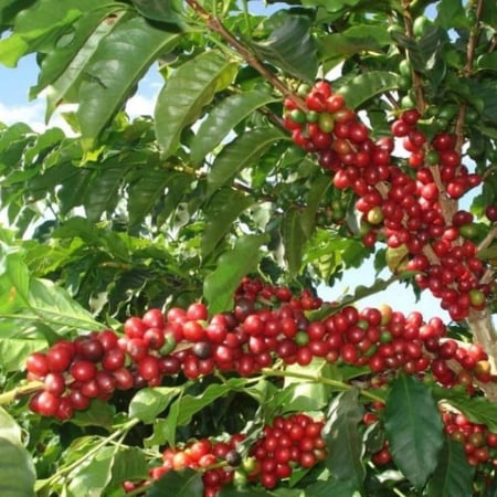 بذور شجيرة القهوة البن العربي Coffea Arabica