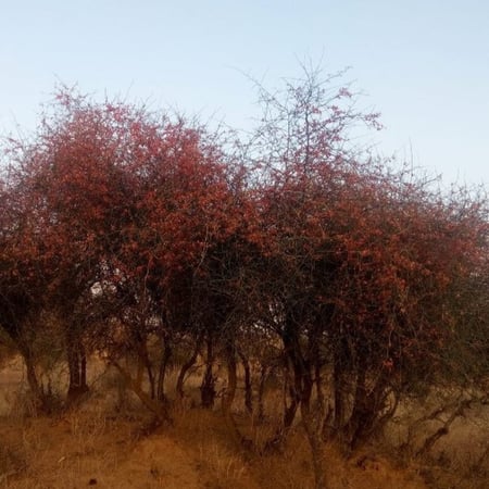 طريقة زراعة شجرة التنضب الكرز البري