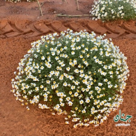 بذور القحويان - الاقحوان البري ( Anthemis deserti )