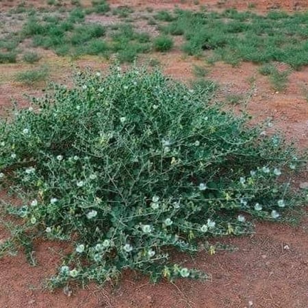 شجيرة الشفلحالعاسلة القبار  Capparis spinosa