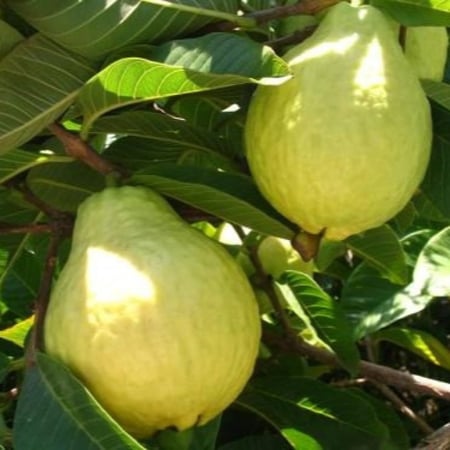 Psidium guajava