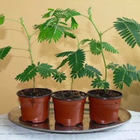 شتلات نبات ميموزا بوديكا